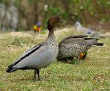 Maned Duck 9P013D-75